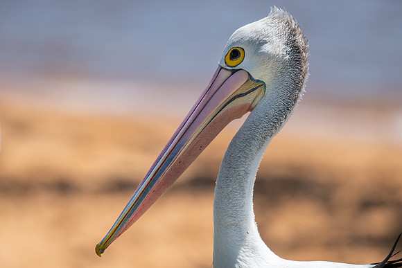 Australian  Pelican