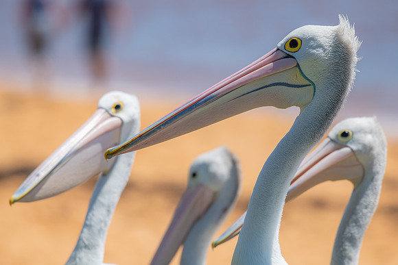Australian  Pelican
