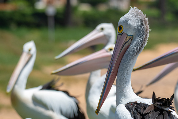 Australian  Pelican