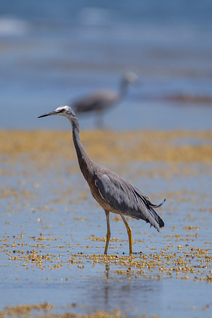 White-faced Heron