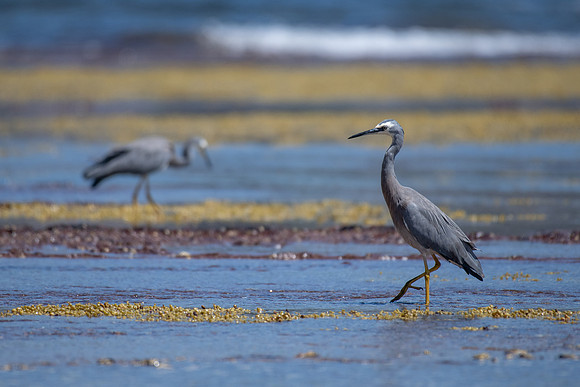 White-faced Heron