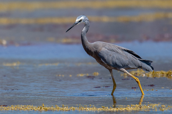 White-faced Heron