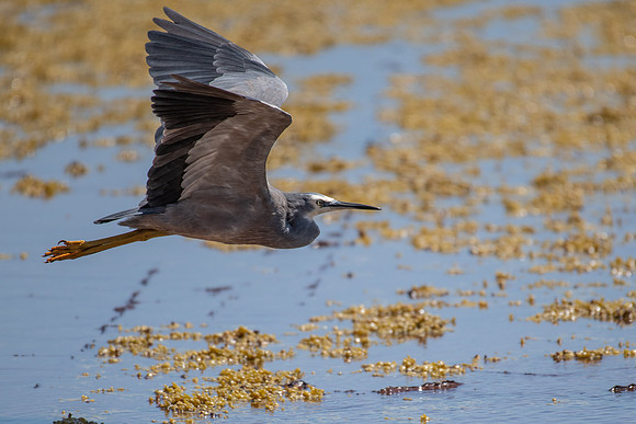 White-faced Heron