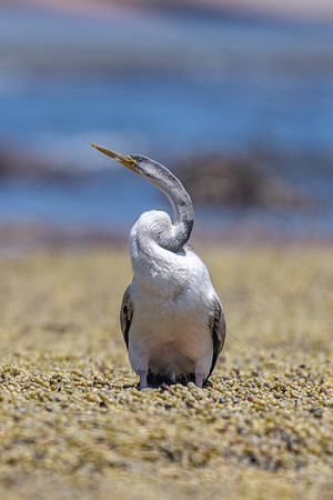 Australasian Darter