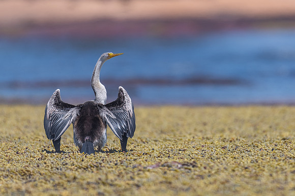 Australasian Darter