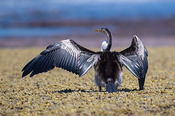 Australasian Darter
