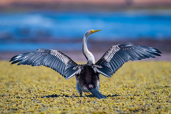 Australasian Darter