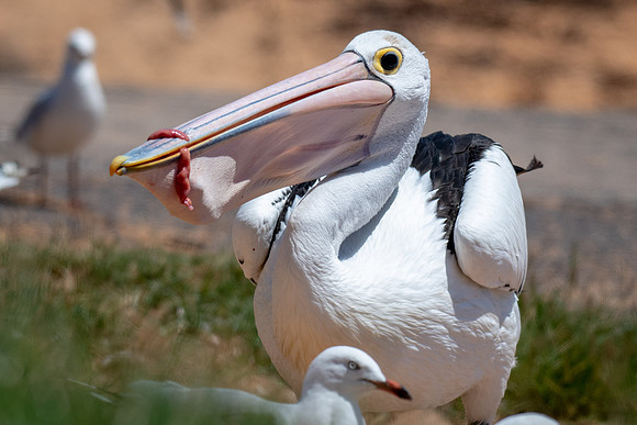 Australian  Pelican