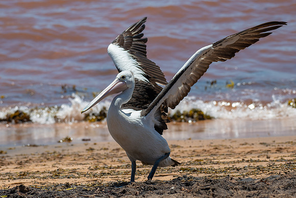 Australian  Pelican