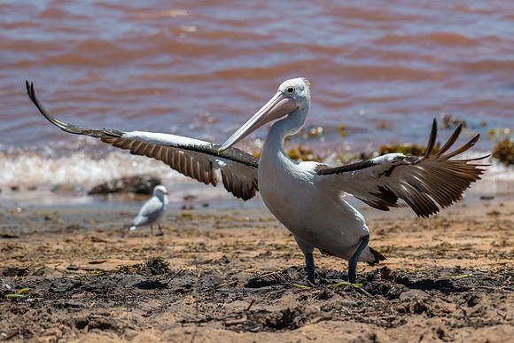 Australian  Pelican