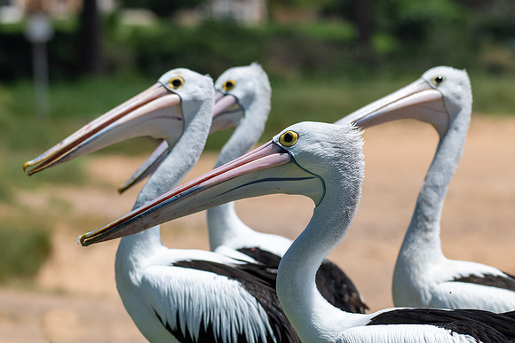 Australian  Pelican