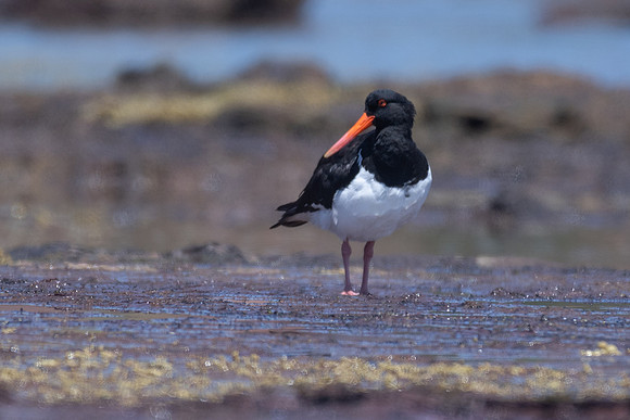 Pied Oystercatcher