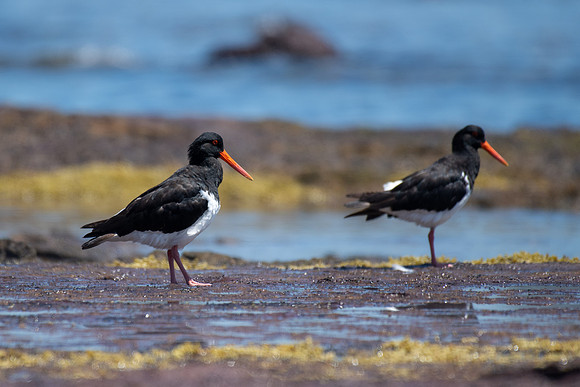 Pied Oystercatcher