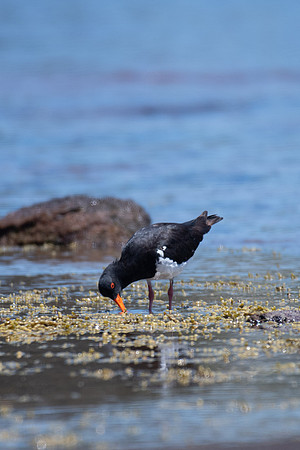 Pied Oystercatcher