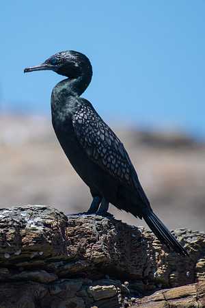 Little Black Cormorant
