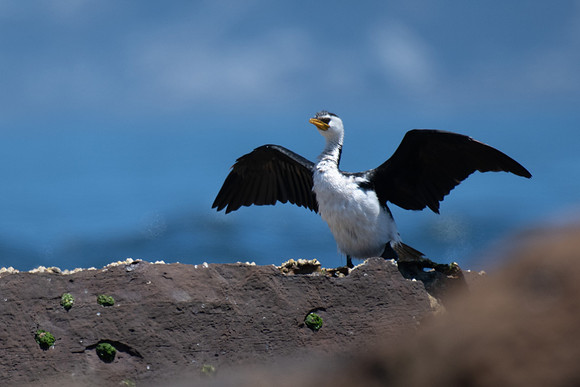 Little Pied Cormorant