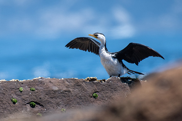Little Pied Cormorant