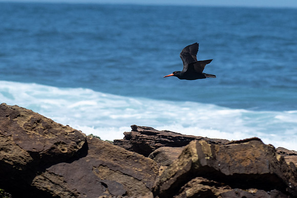Sooty Oystercatcher