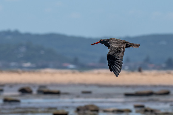 Sooty Oystercatcher