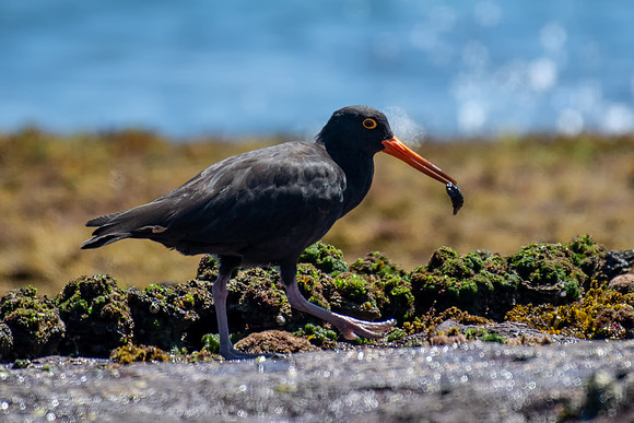 Sooty Oystercatcher