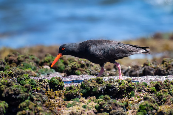 Sooty Oystercatcher