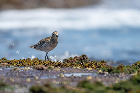 Pacific Golden Plover
