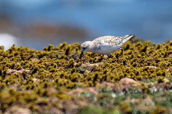 Red-necked Stint