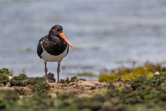 Pied Oystercatcher