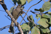 Great Bowerbird