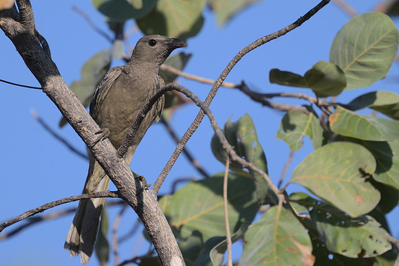 Great Bowerbird