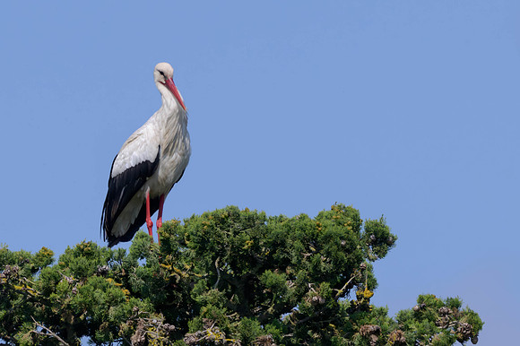 White Stork