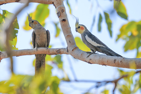 Cockatiel