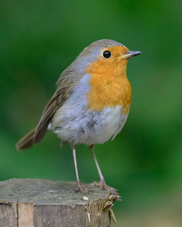 European Robin