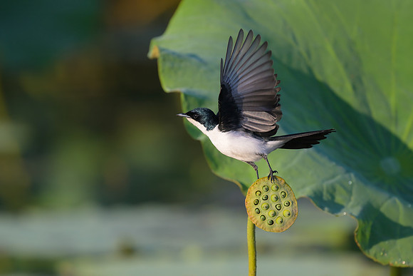 Paperbark Flycatcher