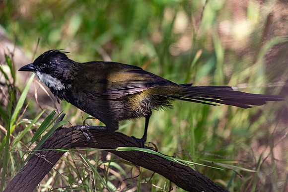 Eastern Whipbird