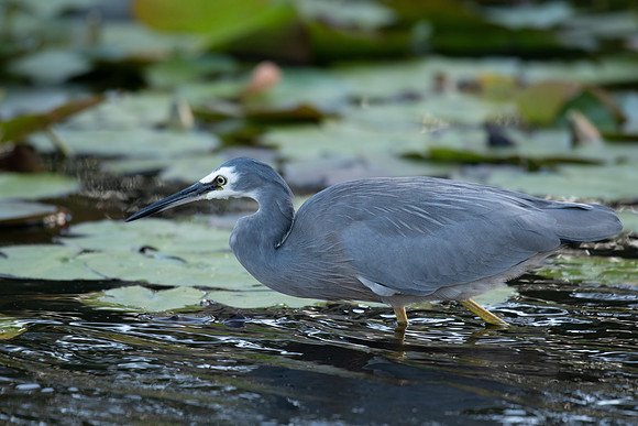 White-faced Heron