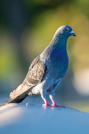 Rock Dove
