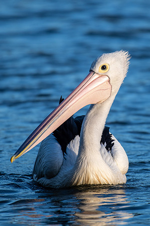 Australian Pelican