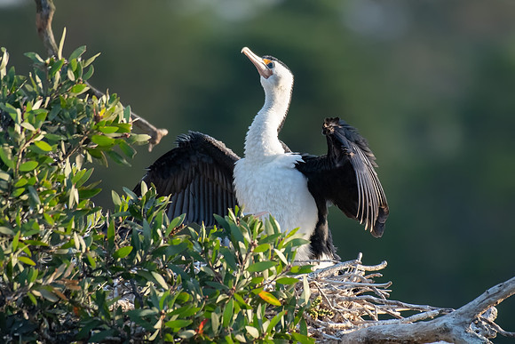Little Pied Cormorant
