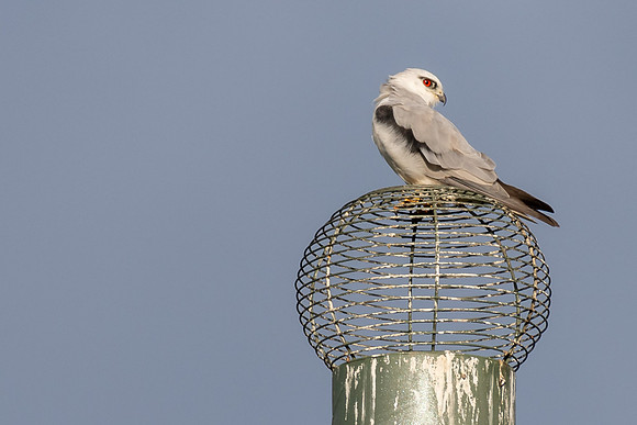 Black-shouldered Kite