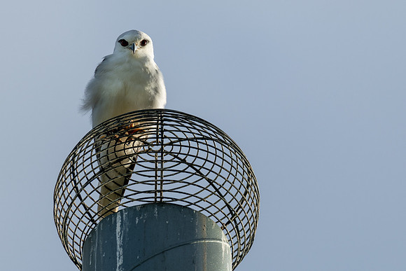 Black-shouldered Kite