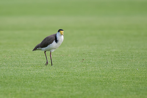 Masked Lapwing