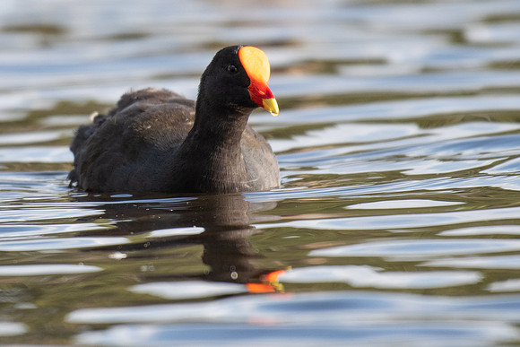 Dusky Moorhen