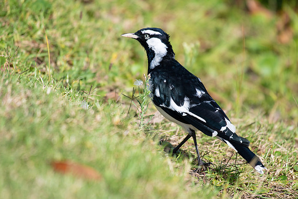 Magpie Lark