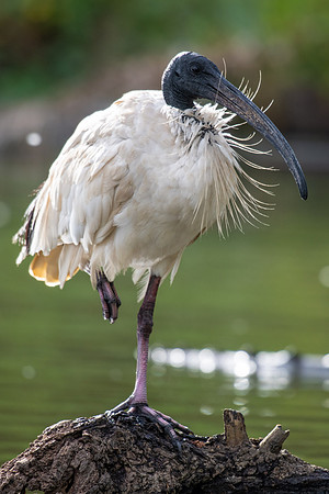 Australian White Ibis
