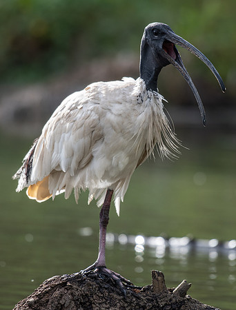 Australian White Ibis