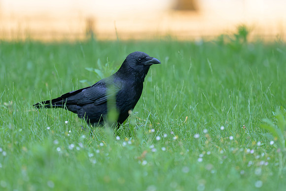 Carrion Crow