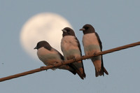 White-breasted Woodswallow