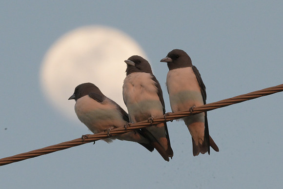 White-breasted Woodswallow
