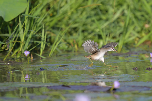 White-browed Crake